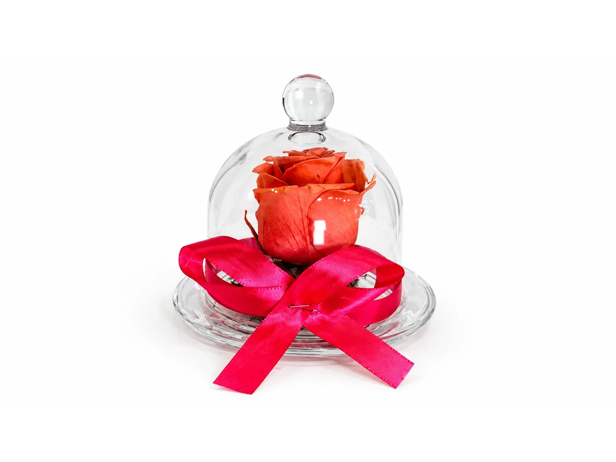 Coral Wish